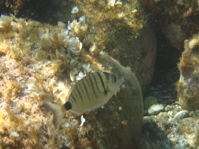 Diplodus puntazzo Jijel 2006.jpg